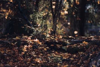 Осеннее золото с ноткой оптимизма / 🧡🍂🍂 Почти ноябрьское вечернее золото с ноткой оптимизма, какие фантастические вечерние краски и аромат, аромат… упавших листьев повсюду! Торопимся полюбить осень 🍂 она же так быстро идет...