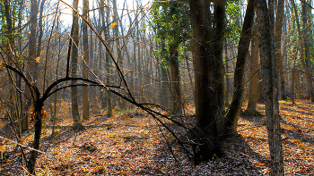 Редколесье / Крым. Глубокая осень