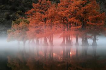 Smoke on the Water / Кипарисы на озере Сукко .