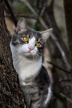 Кот на дереве / ***
