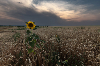 Чужой среди своих / ***