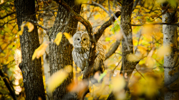 что такое осень... / осень, лес, сова