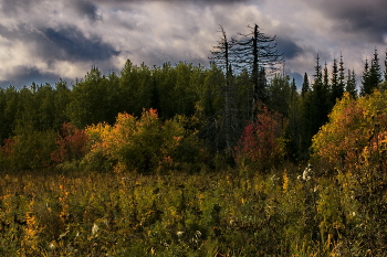 **Лесная опушка.* / **Томская область.*