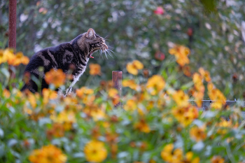 Кошачьи миры / ***