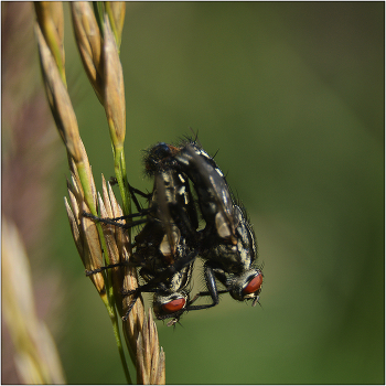 Саркофагиды. / Мясная муха обыкновенная - Sarcophaga carnaria. Семейство НАВОЗНИЦЫ. Данное семейство включает примерно 2600 видов.