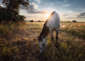 Выпас на привязи / ***