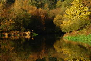 цветная осень / ***