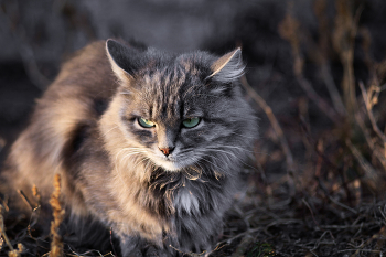 "Кошачья грусть" / Дворовая кошка.