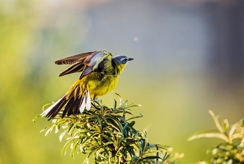 &nbsp; / Желтая трясогузка