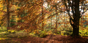 Осень золотая 2 / ***