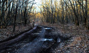 Лесная дорога / Крым