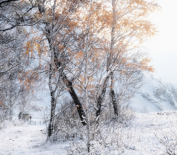 Хрупкость первого снега / ***