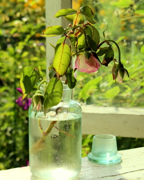 Натюрморт / Натюрморт с увядшей розой.