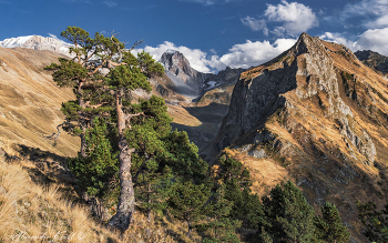 Ближе к вечеру в горах / Карачаево-Черкессия, октябрь. Г. Шхуанта, г. Загедан-Скала (на ЗП) и г. Седая (на ЗП слева). Здесь, на склонах Загеданского хребта растут удивительные сосны. Скрюченные, искорёженные суровыми условиями альпийской зоны, изборожденные шрамами нелегкой судьбы, эти мощные и колоритные гиганты растут, вгрызаясь корнями в скалы под тонким слоем почвы, наперекор всем тяготам и невзгодам своей нелегкой жизни - сильным ветрам, недостатку влаги, продолжительной зиме и лавинам. Трудно взглянуть без уважения на эти могучие деревья...