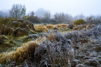 Осенние травы. / ***