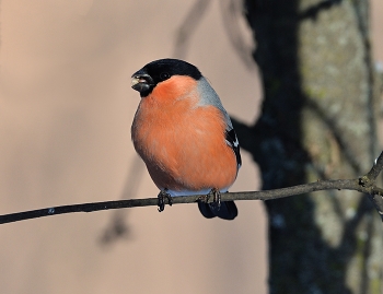 Снегирь / осень, птицы