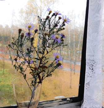 Цветы осени / ***