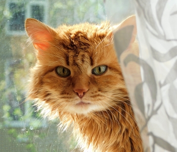 Рыжик / Рыжик- смелый и быстрый кот