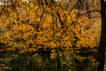 последние листочки / прощание с золотой осенью