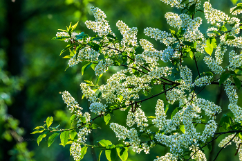 Цветение черёмухи. / ***