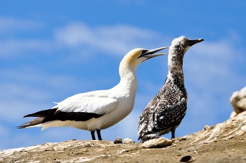   / северная олуша