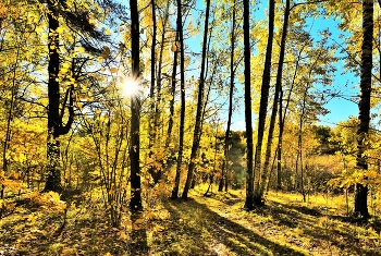 "Какой прелестный день: октябрь - а словно лето ..." / "Какой прелестный день: октябрь - а словно лето!
 С любовью солнышко на землю шлет лучи,
 Они по-прежнему так страстно горячи,
 В них столько нежного, бодрящего привета ..."
 А.Круглов