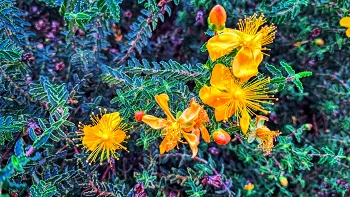 &nbsp; / Reus - Boca de la Mina (pericó o herba de Sant Joan) - Baix Camp