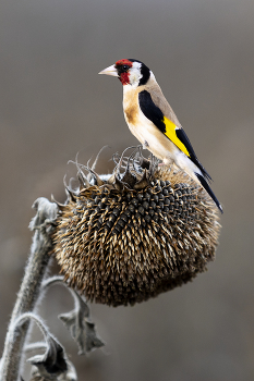 Чистильщик / Приличная стая из таких красавцев реально опустошает поля на \"радость\" фермерам и сельхозпроизводителям!