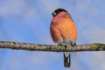 Снегирь. / ***