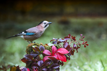 А просто осень пришла. / Сойка