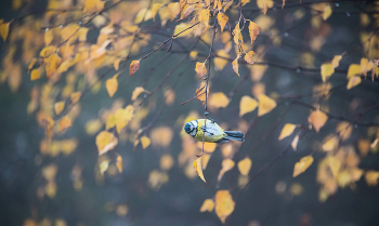 Осень в голубой дымке. / Лазоревка.
