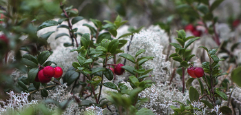 Багрянцем светится брусника спелая... / ...