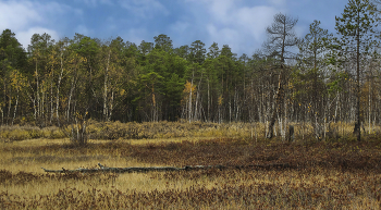 Осенней порою в болотной глуши... / ...