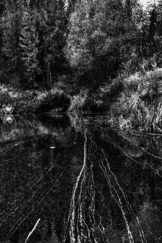 Жизнь вокруг / ***