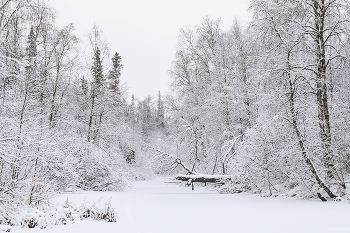 Лесное безмолвие / Ямальская тундра уже укутана белоснежным снегом. Морозная свежесть и безмолвная лесная тишина вдохновляет на длительные прогулки.
