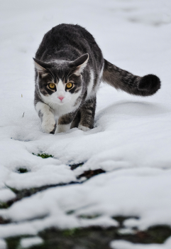 Кот и первый снег... / ***