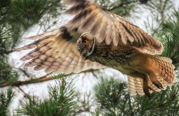 В полёте. / Ушастая сова.