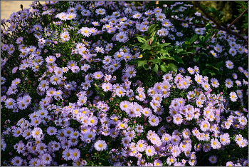 Цветы в октябре. / Во дворах Анапы.