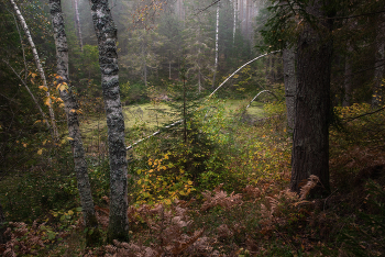 Уютное место у старой провальной ямы / Интимный пейзаж