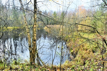 "Померкла природа, октябрь на исходе ..." / "Померкла природа, октябрь на исходе.
 И стали березы белесыми вроде,
 От будней унылых слегка подурнели:
 Корою, как будто в туман, потускнели ..."
 Н.Самоний