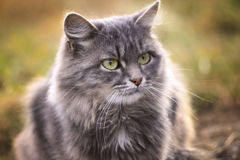 Киса / Дворовая кошка