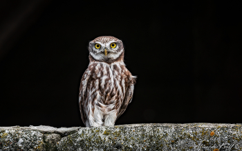 Артист / Этот домовый сыч, как на сцене стоящий в оконном проёме заброшенной постройки, имеет такой вид, будто собирается произнести известную фразу Жоржа Милославского из фильма «Иван Васильевич меняет профессию» — «Я артист больших и малых академических театров, а фамилия моя… фамилия моя слишком известна, чтобы я её называл!»