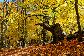 Осень в буковом лесу / Крым, Чатыр-Даг