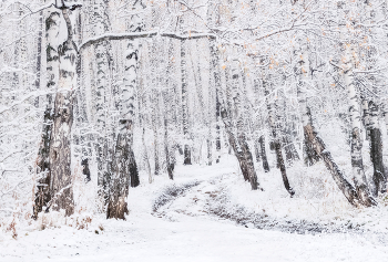Березы / Поздней осенью внезапно выпадает первый снег. Утром просыпаешься — вокруг всё белое. Даже привычные виды выглядят иначе.