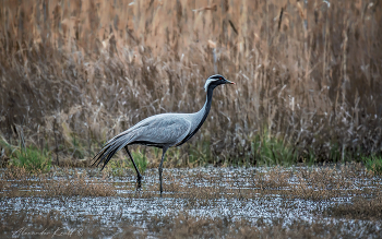 Красавец красавка / Глядя на это грациозное, изящное и прекрасное создание понимаешь, почему журавля-красавку назвали именно так.