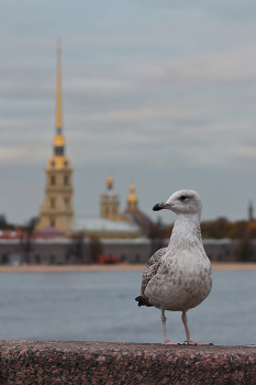 8421 / Санкт-Петербург, Дворцовый мост, октябрь 2025 г.