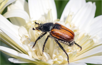 &nbsp; / Хлебный жук, или Кузька хлебный, или Кузька посевный (Anisoplia austriaca)