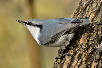 Поползень в Сибири / ***