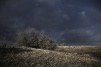   / Весенний куст