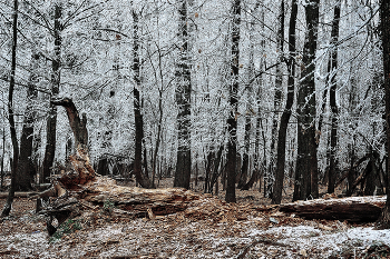 Серебряный лес / Ранние заморозки